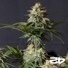 Orange Sherbet Fast Fast Buds - GB The Green Brand