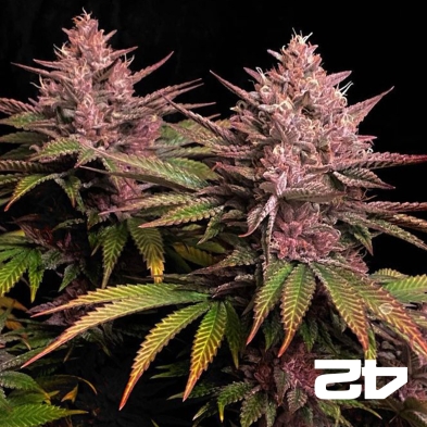 Purple Lemonade Fast - Gb The Green Brand