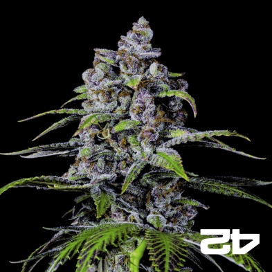 Purple Lemonade Fast - Gb The Green Brand