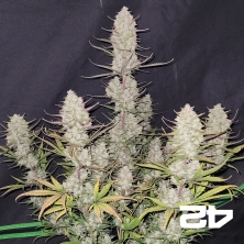 View Tropicana Cookies Auto Fast Buds - GB The Green Brand