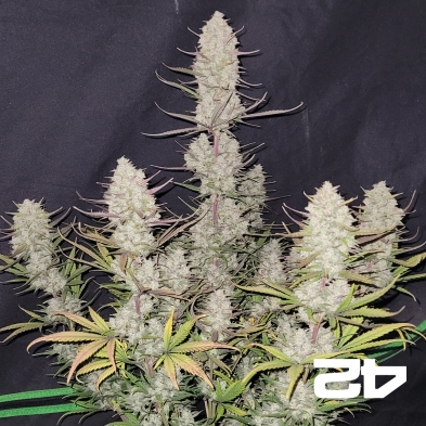 Tropicana Cookies Auto Fast Buds - GB The Green Brand