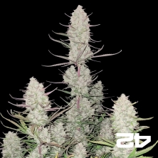 Tropicana Cookies Auto Fast Buds - GB The Green Brand