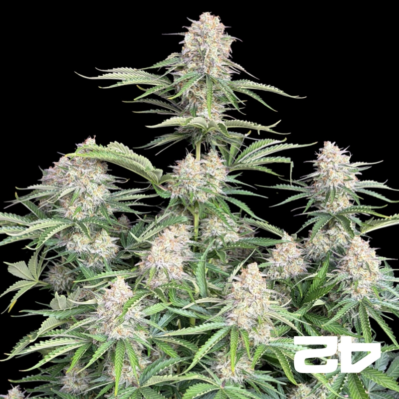 View Acheter Moby Dick Auto de Fast Buds - Grow Barato