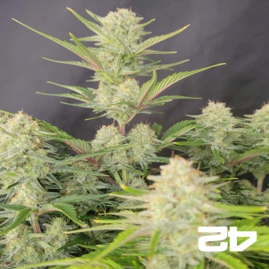 Apricot Auto de Fast Buds - GB The Green Brand