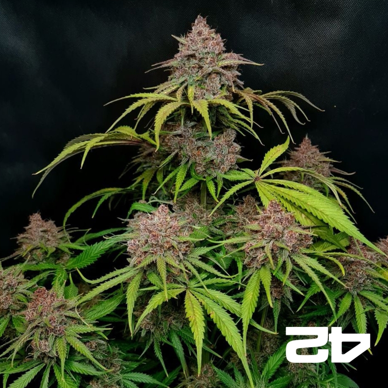View Gorilla Punch Auto Fast Buds - GB The Green Brand