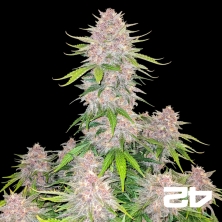 View Cherry Cola Auto Fast Buds - GB The Green Brand