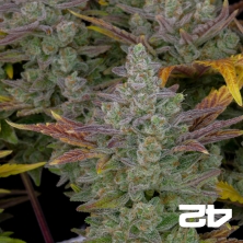 Gorilla Cookies Auto Fast Buds - GB The Green Brand