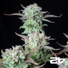 View Strawberry Banana Auto de Fast Buds - Grow Barato