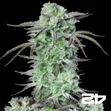 Strawberry Banana Auto de Fast Buds - Grow Barato