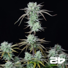 Strawberry Banana Auto de Fast Buds - Grow Barato