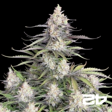 View Trainwreck Auto de Fast Buds - Graines pas chères chez GB The Green Brand