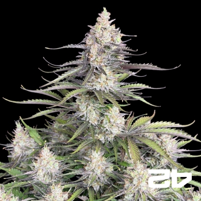 Trainwreck Auto de Fast Buds - Graines pas chères chez GB The Green Brand