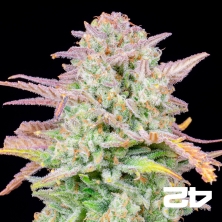 Trainwreck Auto de Fast Buds - Graines pas chères chez GB The Green Brand