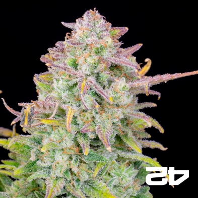 Trainwreck Auto de Fast Buds - Graines pas chères chez GB The Green Brand