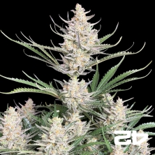 View Big Bud Auto de Fast Buds - Graines pas chères chez GB The Green Brand