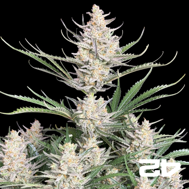 View Big Bud Auto de Fast Buds - Graines pas chères chez GB The Green Brand