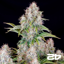 Cinderella Auto de Fast Buds - Graines pas chères GB The Green Brand