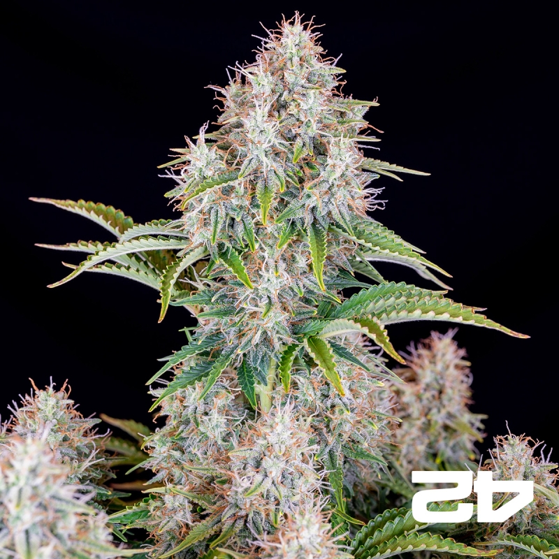Cinderella Auto de Fast Buds - Graines pas chères GB The Green Brand