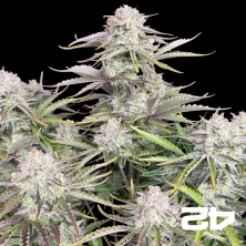 Cinderella Auto de Fast Buds - Graines pas chères GB The Green Brand