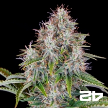 Cinderella Auto de Fast Buds - Graines pas chères GB The Green Brand