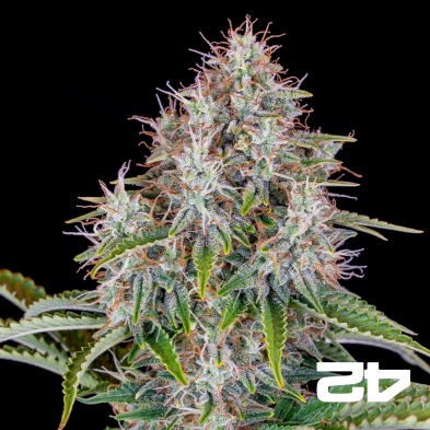Cinderella Auto de Fast Buds - Graines pas chères GB The Green Brand