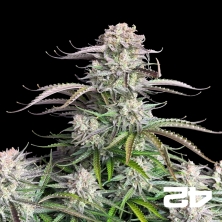 View Blueberry Auto de Fast Buds - Graines abordables chez GB The Green Brand
