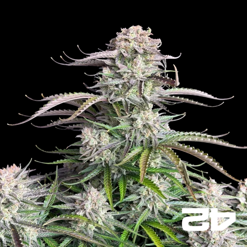Blueberry Auto de Fast Buds - Graines abordables chez GB The Green Brand