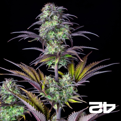 Blueberry Auto de Fast Buds - Graines abordables chez GB The Green Brand