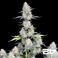 View Acheter Afghan Kush Autofleurissante de Fast buds - GB The Green Brand