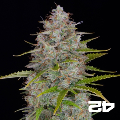 Orange Sherbet Auto graines de Fast Buds - Grow Barato