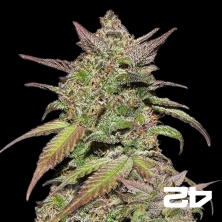 View Smoothie Auto de Fast Buds autofloraison - Grow Barato