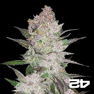 Cream Cookies Auto - Fast Buds - 100% femelle - Grow Barato