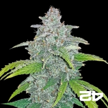 View Blue Dream Matic de Fast Buds American Auto - Grow Barato