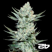 View Tangie Auto de Fast Buds American Autoflower - Grow Barato