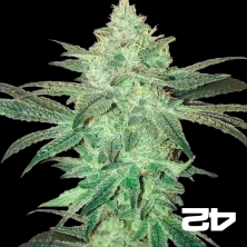 View Stardawg de Fast Buds American Autoflowers - Grow Barato