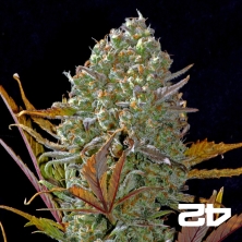 Pineapple Express Auto de FastBuds féminisée - Grow Barato