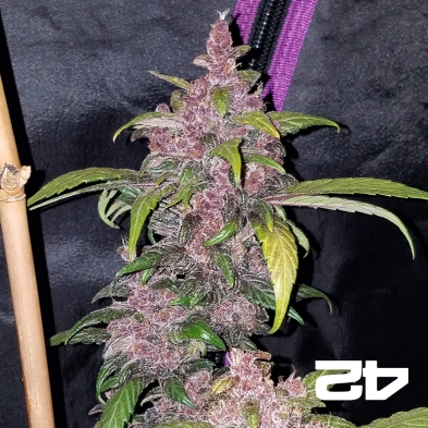 LSD-25 de Fasts Buds American Autoflowers - Grow Barato