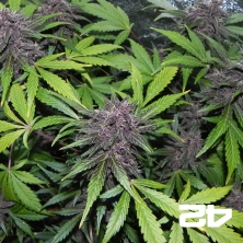 LSD-25 de Fasts Buds American Autoflowers - Grow Barato