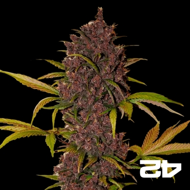 LSD-25 de Fasts Buds American Autoflowers - Grow Barato