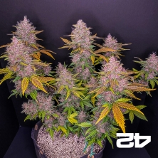 LSD-25 de Fasts Buds American Autoflowers - Grow Barato