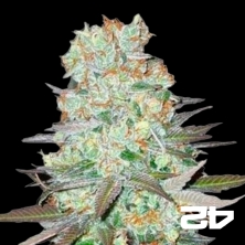 G14 Auto de Fasts Buds American Autoflowers - Grow Barato