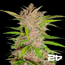 View Fastberry de Fasts Buds American Autoflowers - Grow Barato