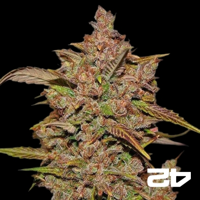 Crystal Meth Auto de Fast Buds féminisée - Grow Barato