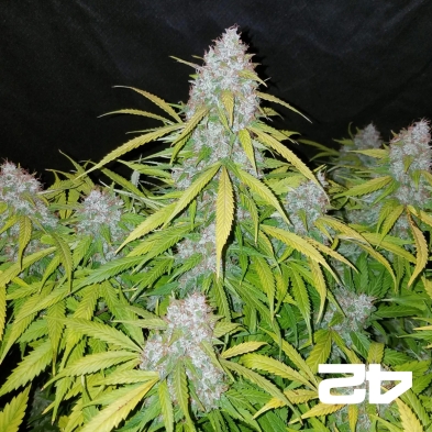 Californian Snow Auto de FastBuds féminisée - Grow Barato