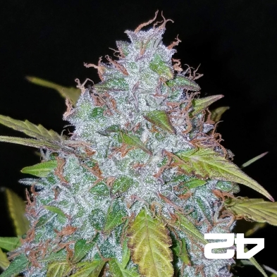 Californian Snow Auto de FastBuds féminisée - Grow Barato