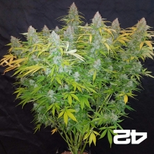 Californian Snow Auto de FastBuds féminisée - Grow Barato