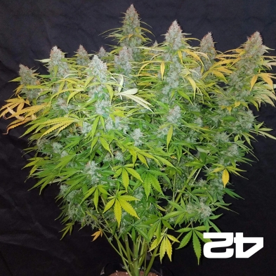 Californian Snow Auto de FastBuds féminisée - Grow Barato