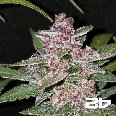 BlackBerry Auto féminisée Fasts Buds - Grow Barato