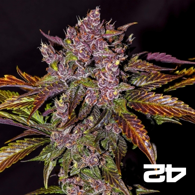 BlackBerry Auto féminisée Fasts Buds - Grow Barato