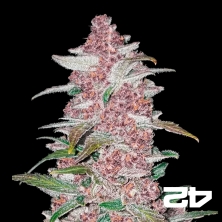 View BlackBerry Auto féminisée Fasts Buds - Grow Barato